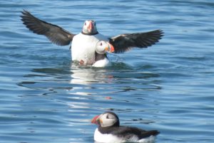 Puffins at sea