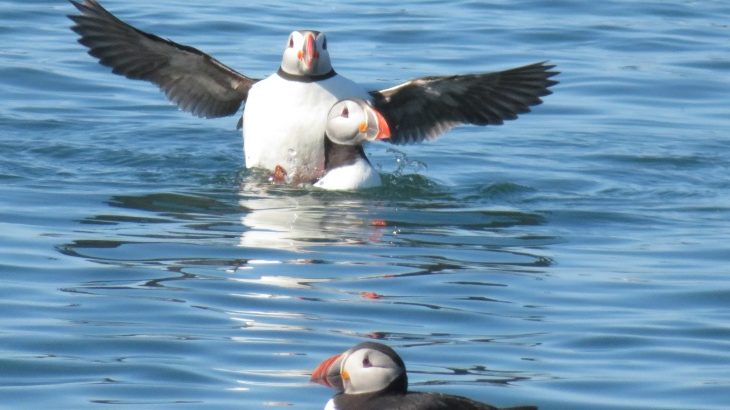 Puffins at sea