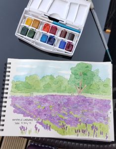 sketch of Mayfield lavendar with watercolour