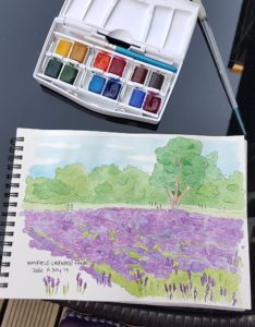sketch of Mayfield lavendar with watercolour