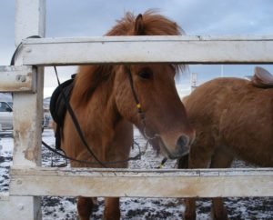 icelandic horse behind fence